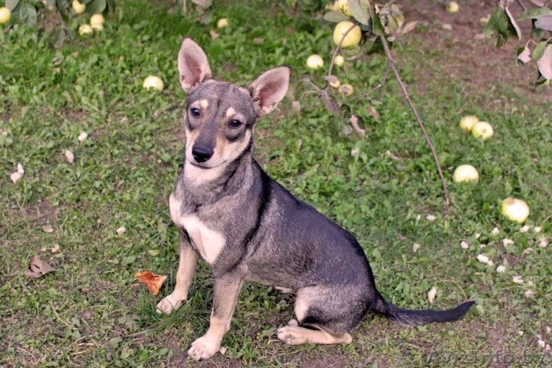 Мурзи ищет новый дом - Изображение #2, Объявление #744439