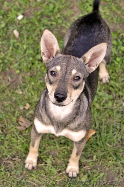 Мурзи ищет новый дом - Изображение #3, Объявление #744439