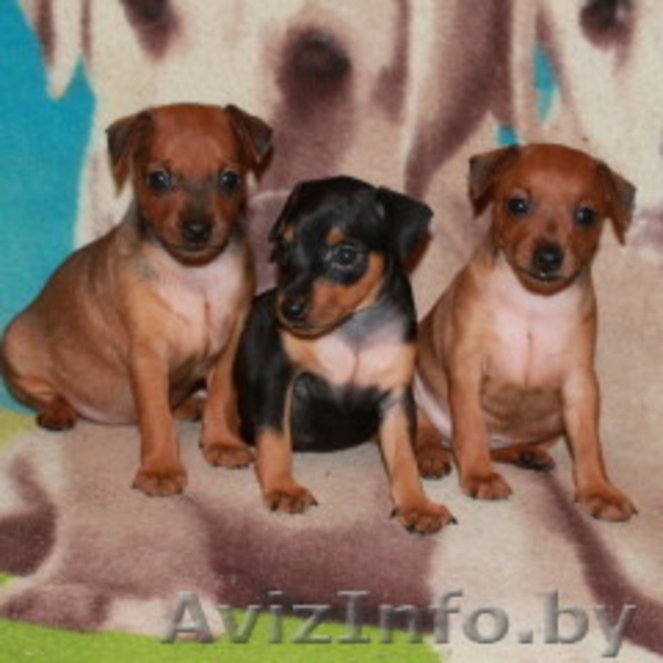 Очаровательные щенки цвергпинчера ( карликовый пинчер ) - Изображение #3, Объявление #763192