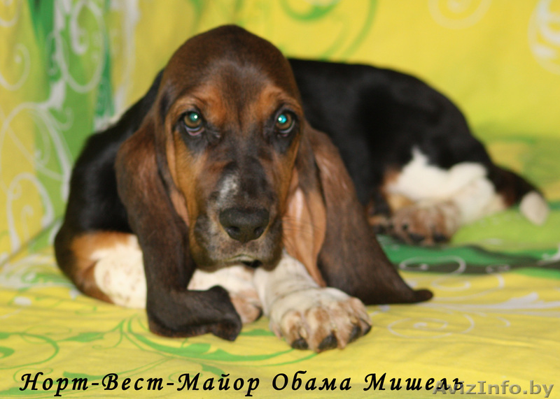 Щенки бассет-хаунда из питомника - Изображение #1, Объявление #761618