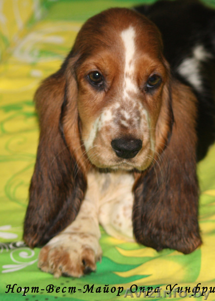 Щенки бассет-хаунда из питомника - Изображение #3, Объявление #761618