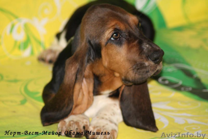 Щенки бассет-хаунда из питомника - Изображение #2, Объявление #761618