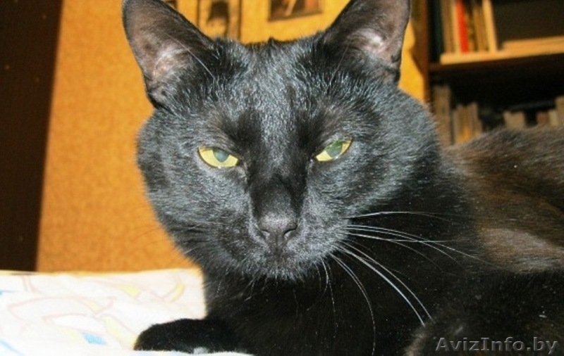 Отдадим в добрые руки 4-х летнего умного домашнего воспитанного кота - Изображение #1, Объявление #756013