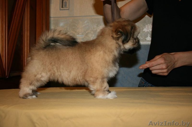 Лхаса-Апсолютное счастье - Изображение #2, Объявление #752269