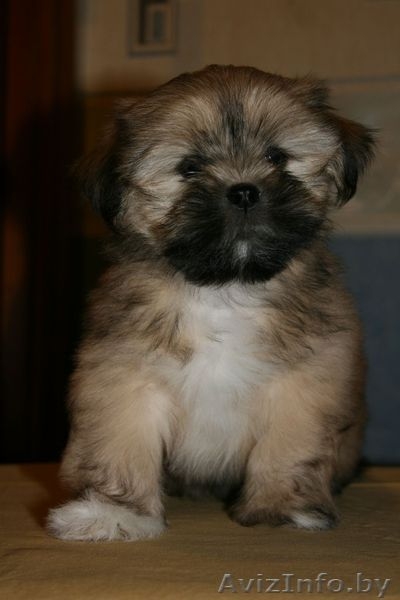 Лхаса-Апсолютное счастье - Изображение #1, Объявление #752269