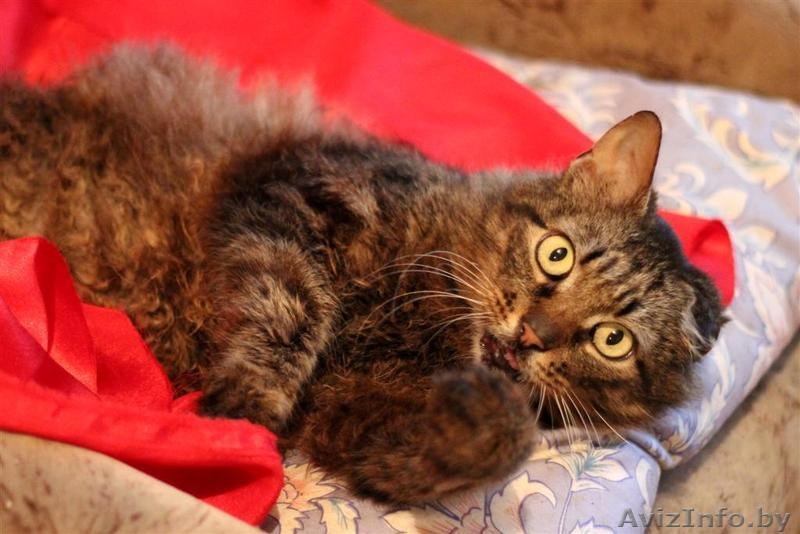 ВАСЯ-БОМЖ в дар! - Изображение #1, Объявление #761181