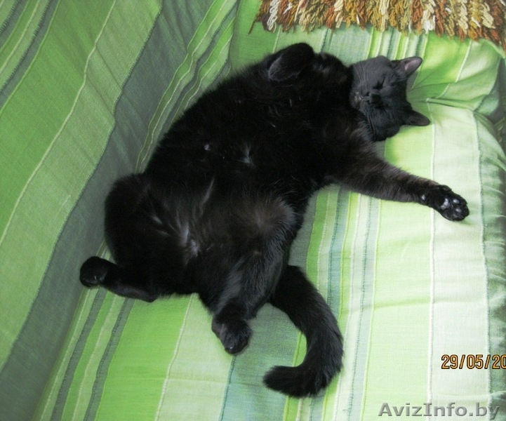 Отдадим в добрые руки 4-х летнего умного домашнего воспитанного кота - Изображение #4, Объявление #756013