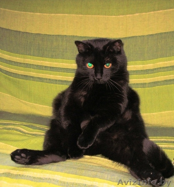 Отдадим в добрые руки 4-х летнего умного домашнего воспитанного кота - Изображение #3, Объявление #756013