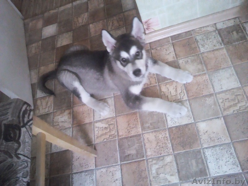 Аляскинский маламут - Изображение #1, Объявление #751344