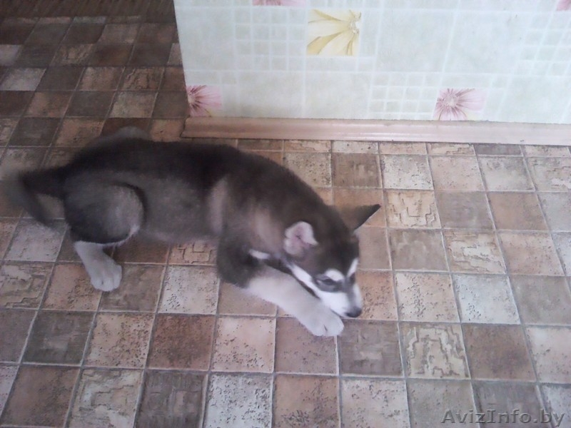 Аляскинский маламут - Изображение #2, Объявление #751344