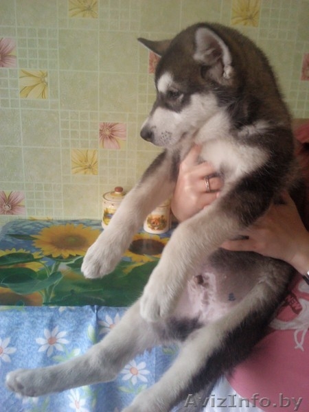 Аляскинский маламут - Изображение #4, Объявление #751344