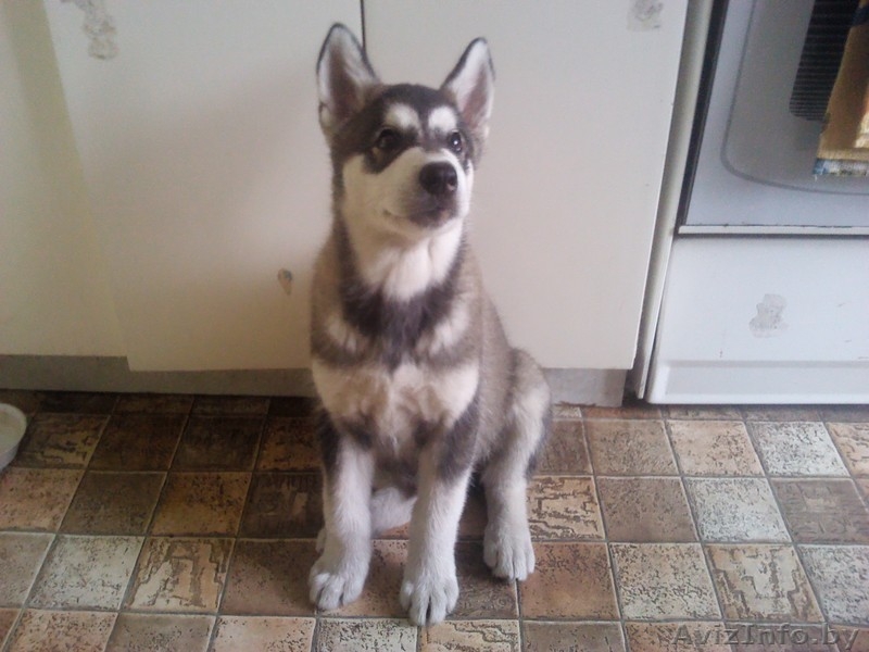 Аляскинский маламут - Изображение #3, Объявление #751344
