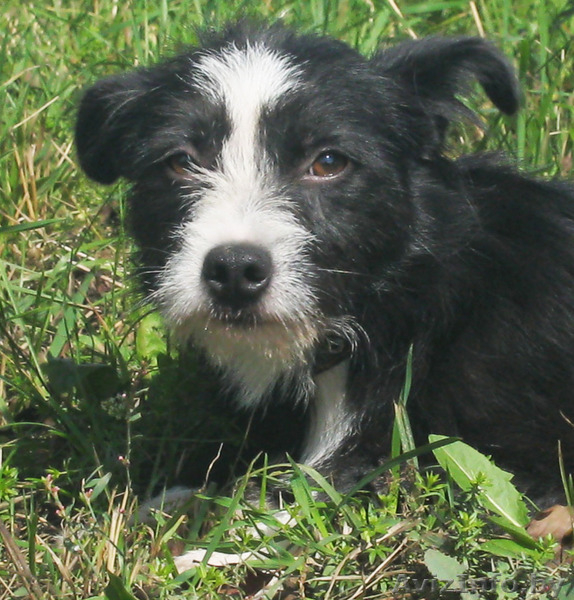 Две малышки ищут новых ответственных хозяев - Изображение #1, Объявление #754444