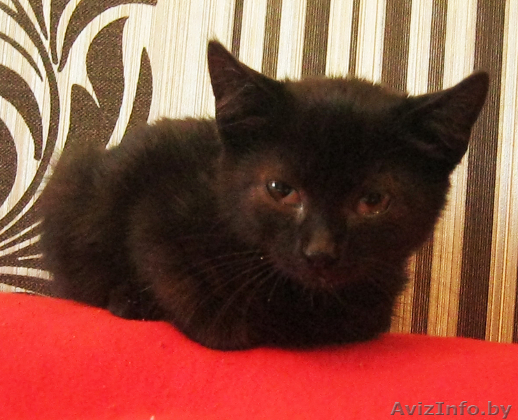 Ласковая Мурка ищет заботливых хозяев - Изображение #4, Объявление #762904