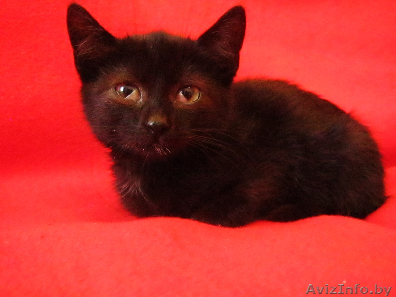 Ласковая Мурка ищет заботливых хозяев - Изображение #1, Объявление #762904