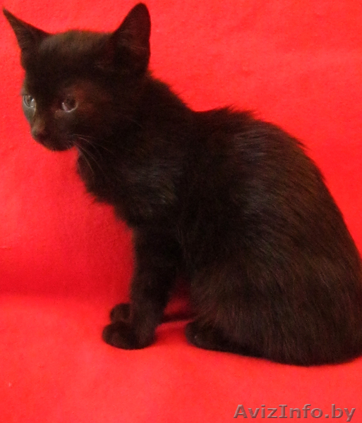 Ласковая Мурка ищет заботливых хозяев - Изображение #2, Объявление #762904