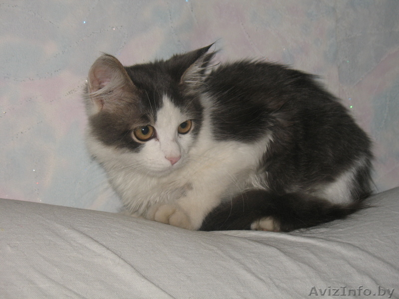 Тиша ищет дом Тиша-тихоня - Изображение #1, Объявление #759231