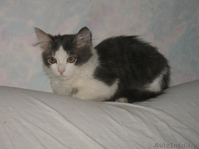 Тиша ищет дом Тиша-тихоня - Изображение #2, Объявление #759231