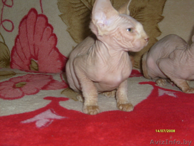 канадские  сфинксята - Изображение #2, Объявление #758940