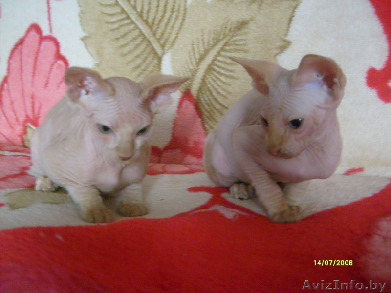 канадские  сфинксята - Изображение #3, Объявление #758940