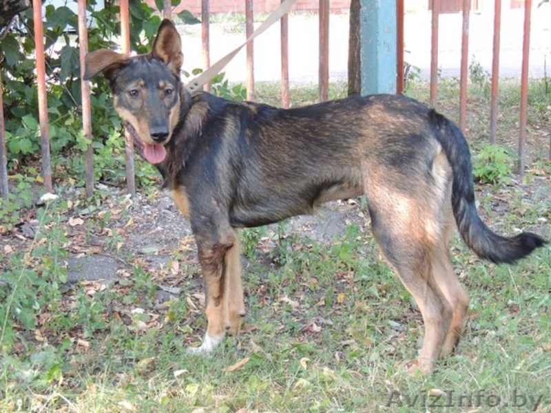 	 Молоденькая Линда в дар. Привита, стерилизована - Изображение #4, Объявление #762697