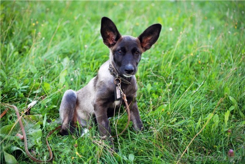 Мисси - замечательный щенок ищет заботливого хозяина! - Изображение #2, Объявление #757805