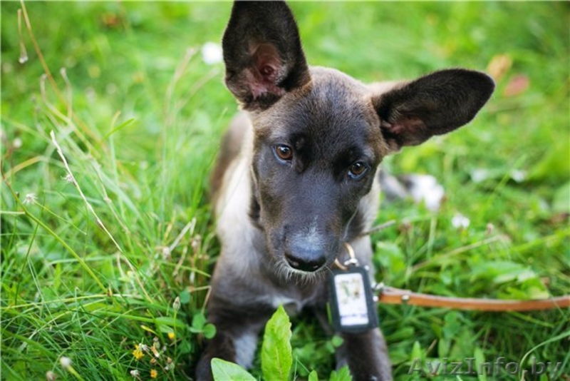 Мисси - замечательный щенок ищет заботливого хозяина! - Изображение #3, Объявление #757805