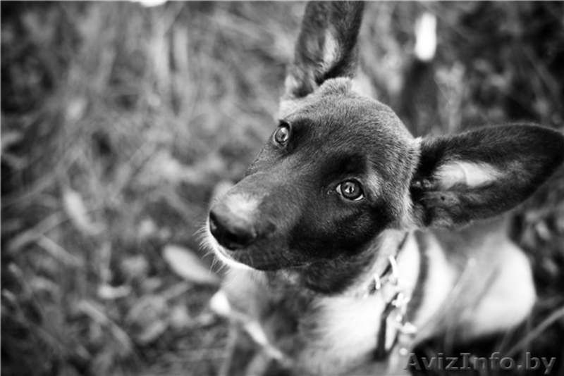 Мисси - замечательный щенок ищет заботливого хозяина! - Изображение #4, Объявление #757805