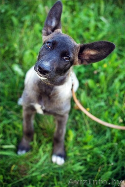 Мисси - замечательный щенок ищет заботливого хозяина! - Изображение #1, Объявление #757805