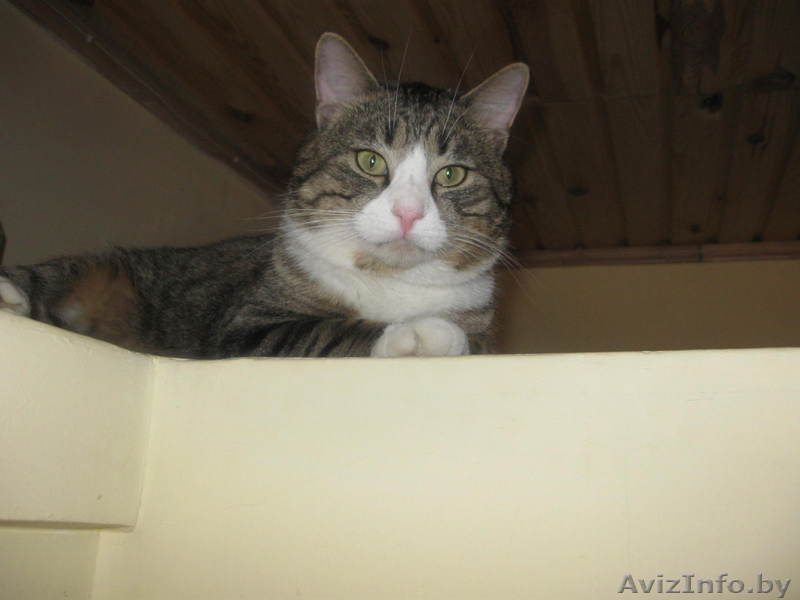 Теремок в тихом месте на 2-6 чел. - Изображение #8, Объявление #752402