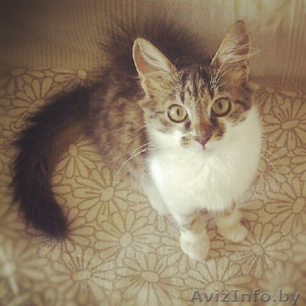 Нежная кошечка 5 мес. В дар. - Изображение #1, Объявление #752726