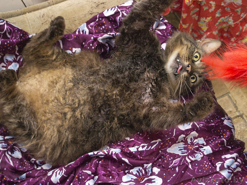 ВАСЯ-БОМЖ в дар! - Изображение #2, Объявление #761181