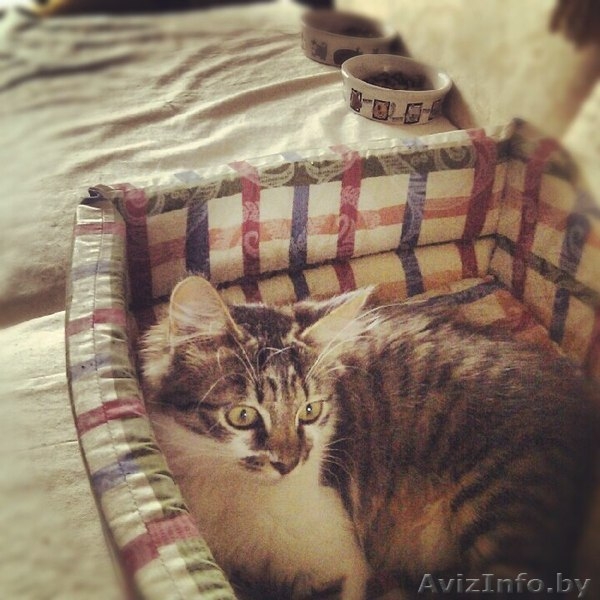 Нежная кошечка 5 мес. В дар. - Изображение #3, Объявление #752726