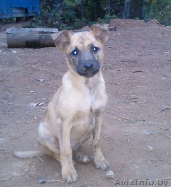 Щенки в дар (в поиске нового дома) - Изображение #2, Объявление #753517