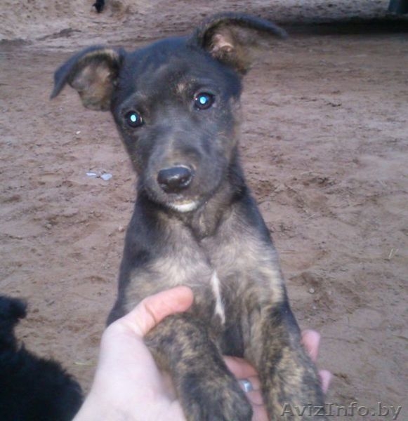 Щенки в дар (в поиске нового дома) - Изображение #3, Объявление #753517