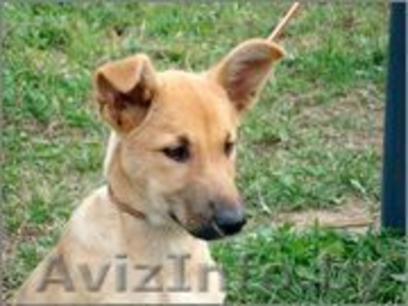 щенки с большими ушами в дар - Изображение #2, Объявление #754845