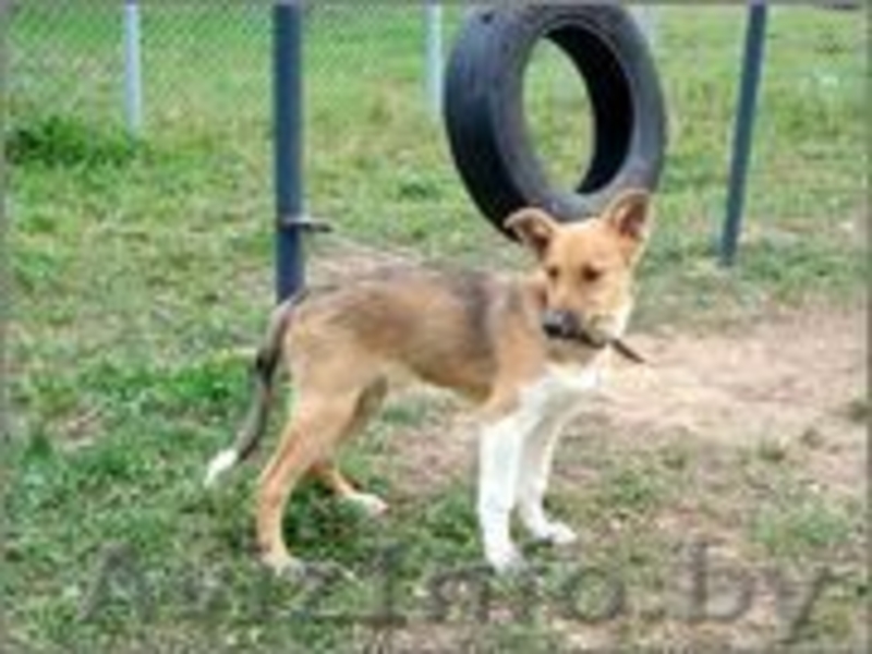 щенки с большими ушами в дар - Изображение #4, Объявление #754845