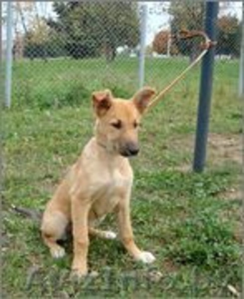 щенки с большими ушами в дар - Изображение #1, Объявление #754845