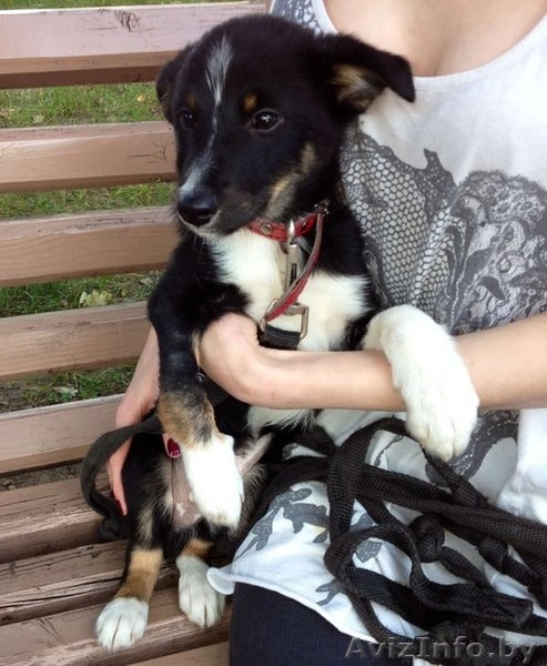 Джош, замечательный щенок в дар  - Изображение #2, Объявление #758658
