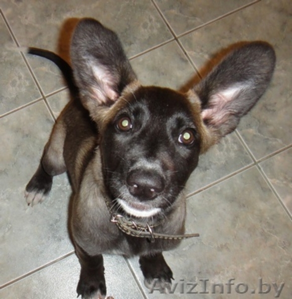 Мисси - невероятной красоты щеночек ищет самого замечательного хозяина - Изображение #3, Объявление #721230