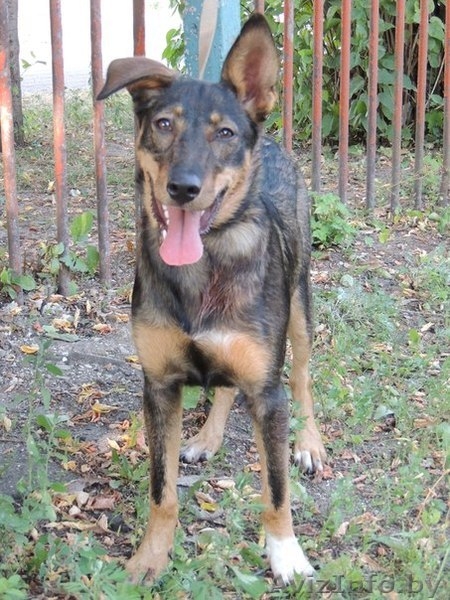 	 Молоденькая Линда в дар. Привита, стерилизована - Изображение #3, Объявление #762697