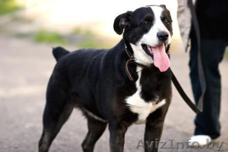 Собаки приюта в дар, в добрые руки! - Изображение #4, Объявление #534322