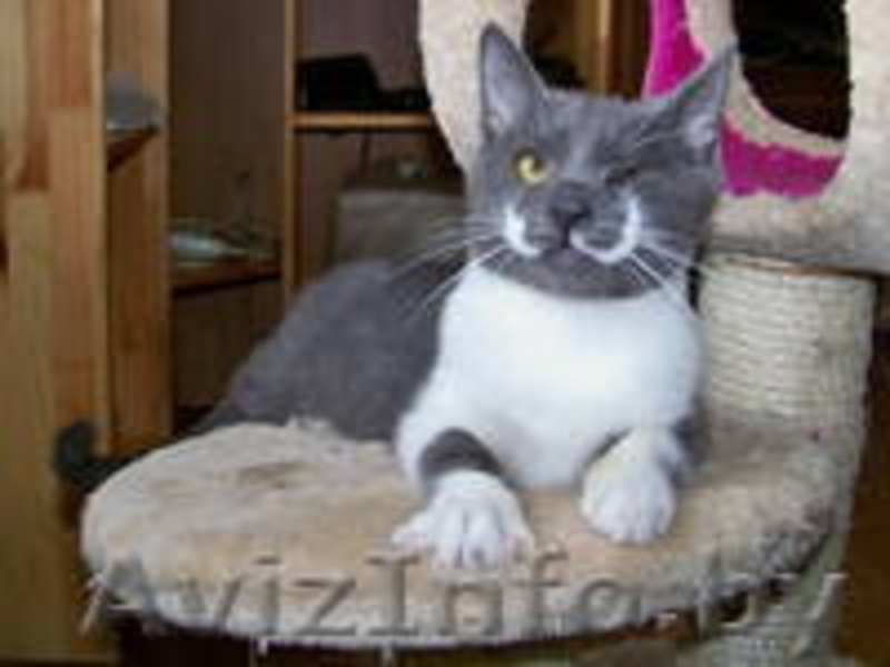 Ириска - дымчатое чудо. В дар!  - Изображение #2, Объявление #727481