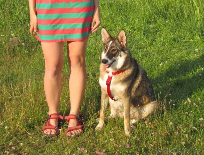 Вихра - красивая собака, помесь с западно-сибирской лайкой - Изображение #1, Объявление #782480