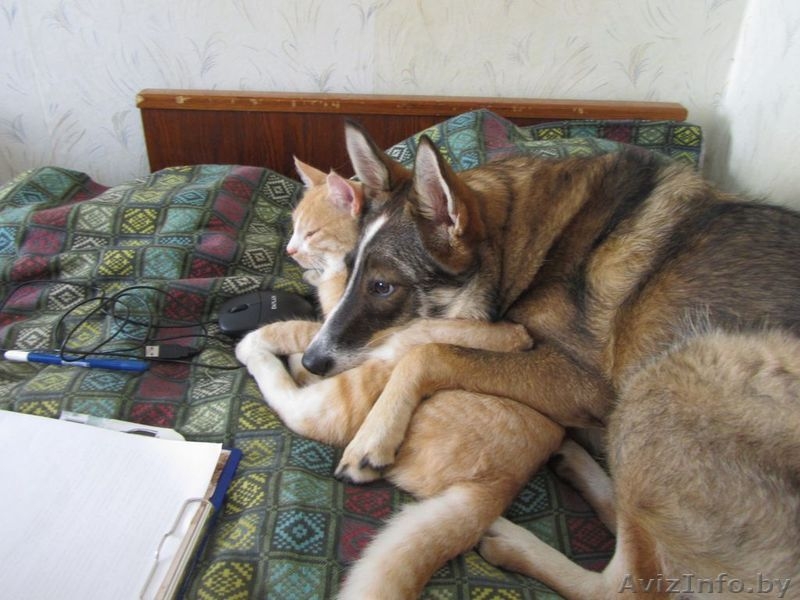 Вихра - красивая собака, помесь с западно-сибирской лайкой - Изображение #2, Объявление #782480