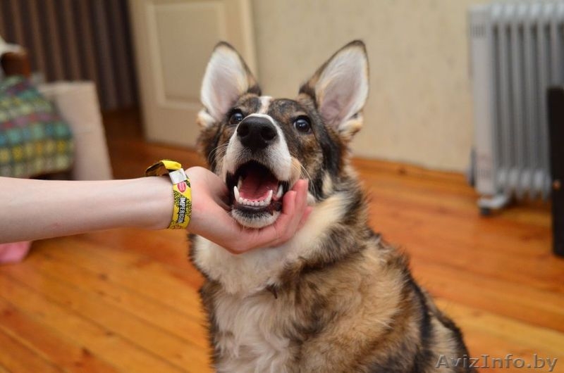 Вихра - красивая собака, помесь с западно-сибирской лайкой - Изображение #3, Объявление #782480