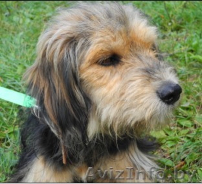 Прелестная добрая умная Стэйси. Красавица. - Изображение #3, Объявление #769486