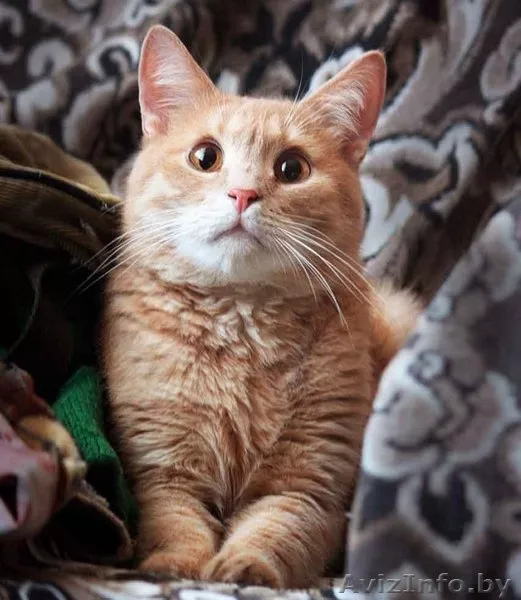 Персик - изумительный фруктовый кот в дар! - Изображение #2, Объявление #767861