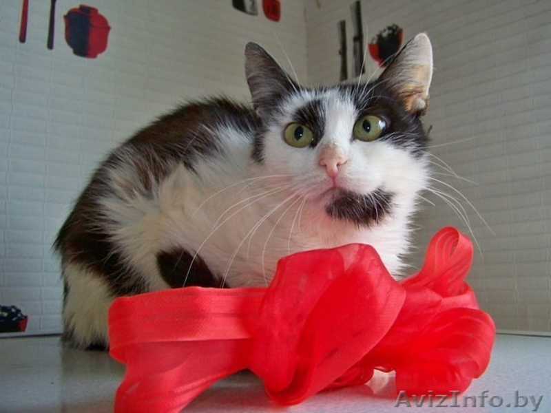 ВАСИЛИСА – хрупкая и нежная молодая кошечка - Изображение #2, Объявление #774195