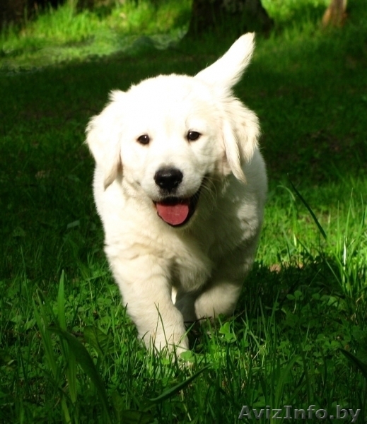 Щенки голден (золотистый) ретривера! Недорого - Изображение #1, Объявление #781762